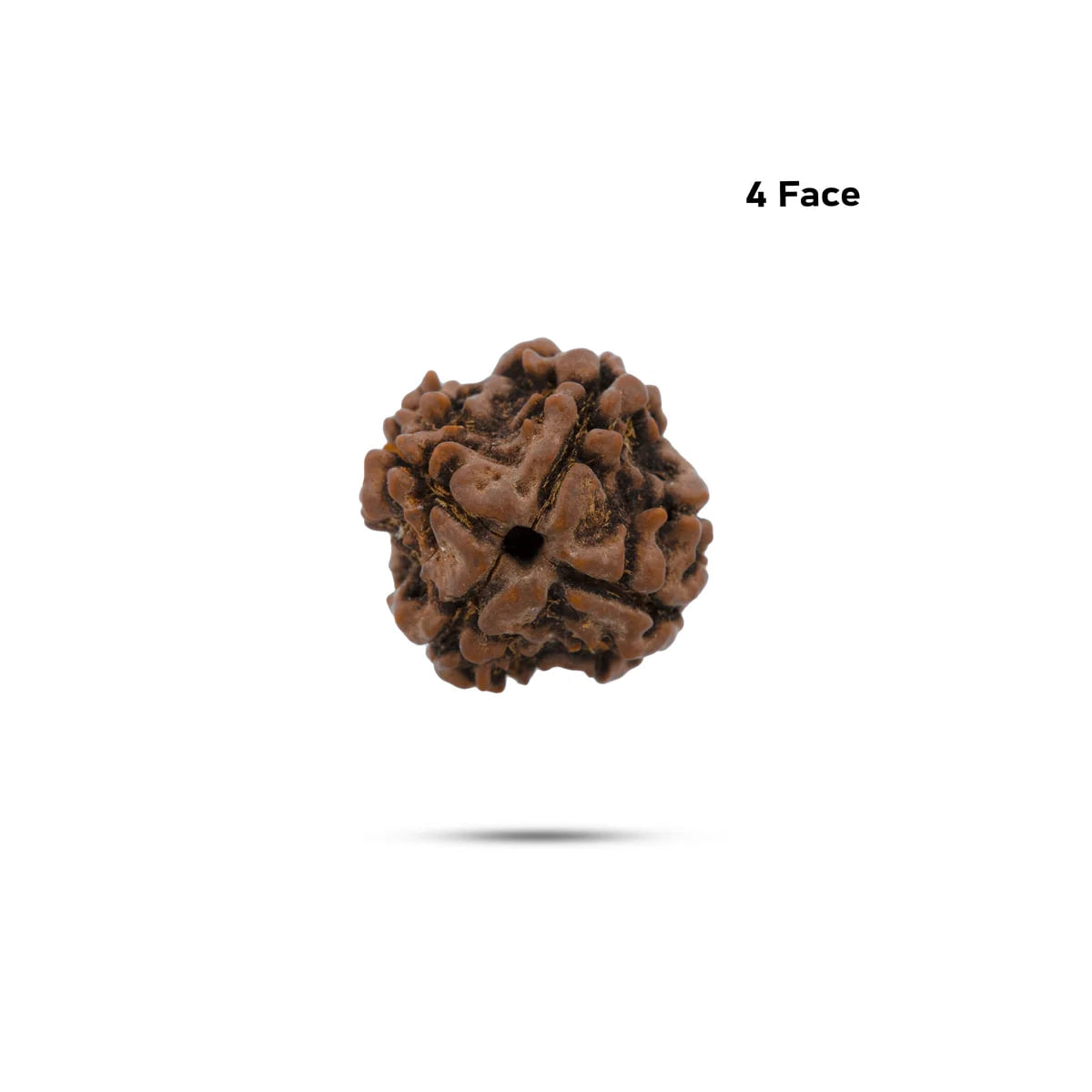 Rudraksha 4 Mukhi — Semente Sagrada