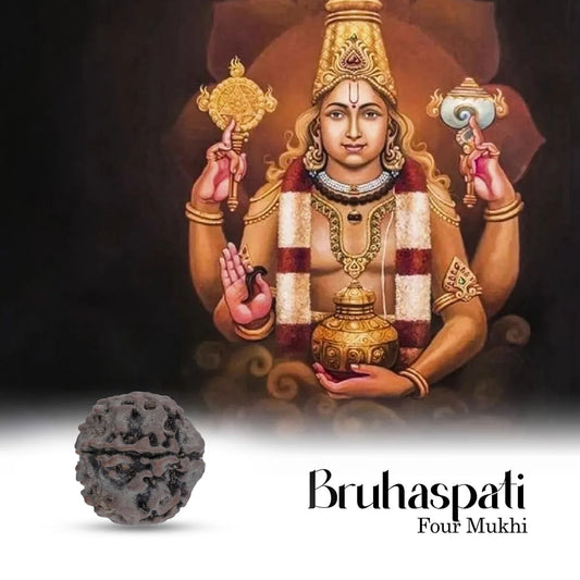 Rudraksha 4 Mukhi — Semente Sagrada