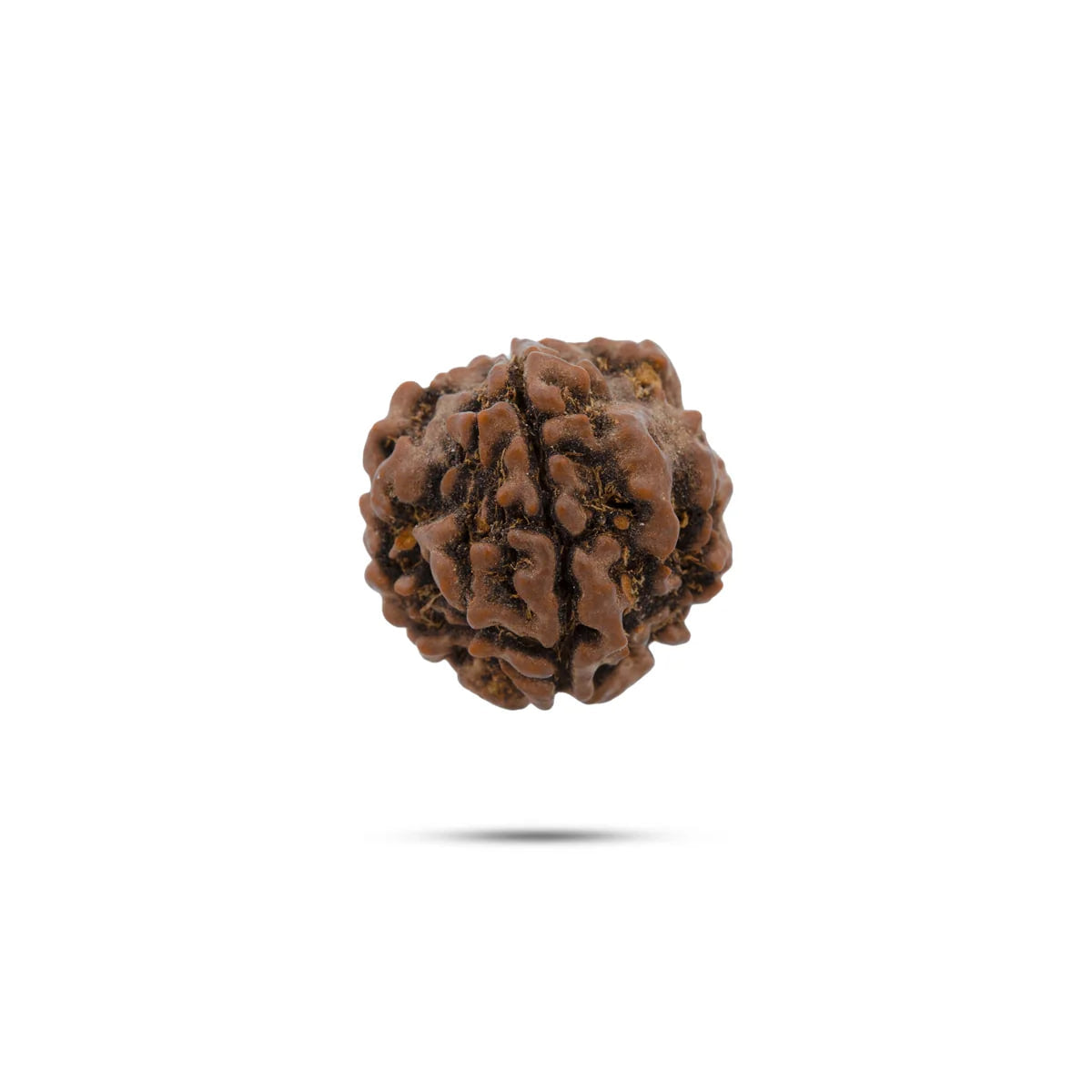 Rudraksha 4 Mukhi — Semente Sagrada