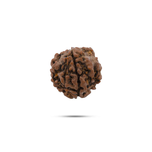 Rudraksha 4 Mukhi — Semente Sagrada