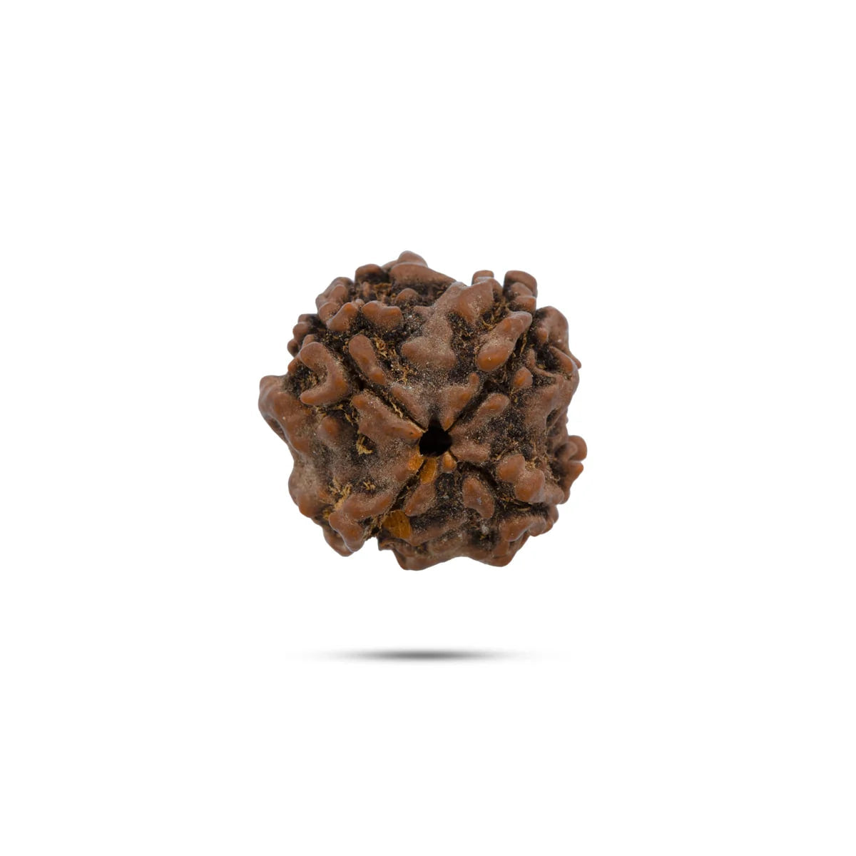 Rudraksha 4 Mukhi — Semente Sagrada