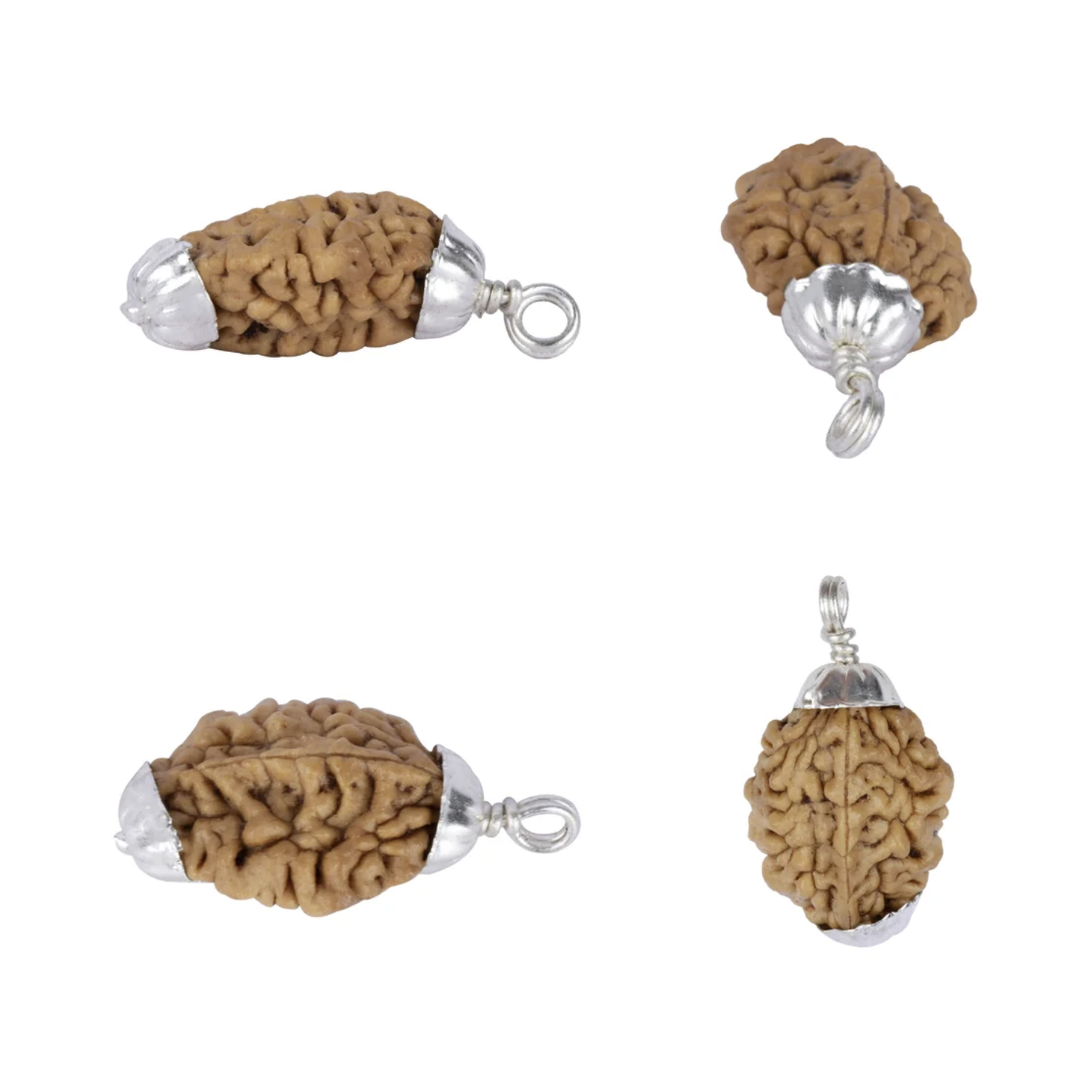 2 Mukhi Rudraksha