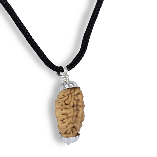 2 Mukhi Rudraksha