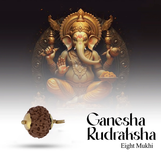 Rudraksha 8 Mukhi (Faces) - Ganesha Rudraksha com Certificado