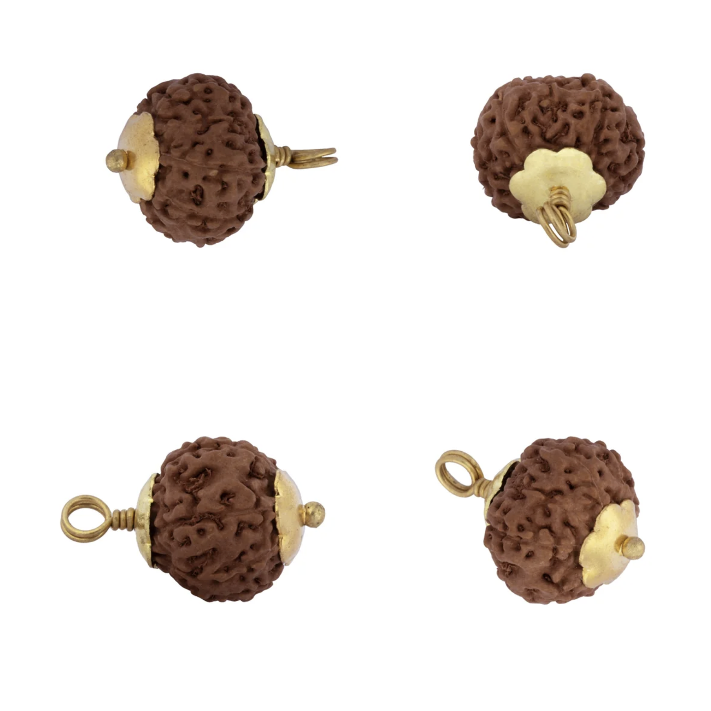 Rudraksha 8 Mukhi (Faces) - Ganesha Rudraksha com Certificado